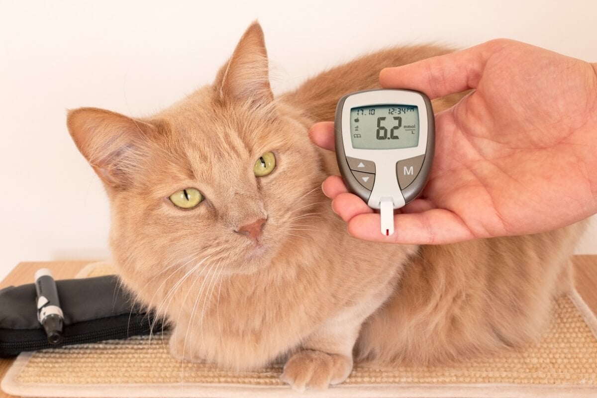 Diabetes também pode afetar os pets e, se não tratada, causa complicações graves (Imagem: Yaya Photos | Shutterstock)