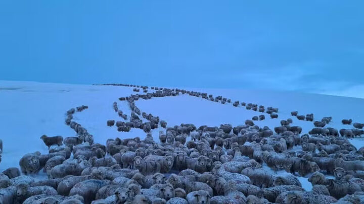 Entenda frio extremo na Patagônia que deixou patos congelados e ovelhas em pilhas de neve