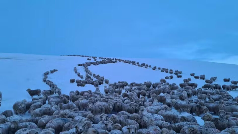 Entenda frio extremo na Patagônia que deixou patos congelados e ovelhas em pilhas de neve