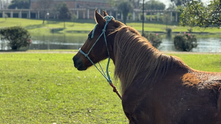 FOTOS_ Cavalo Caramelo está 40 quilos mais gordo, mas seu destino ainda segue incerto  (2)