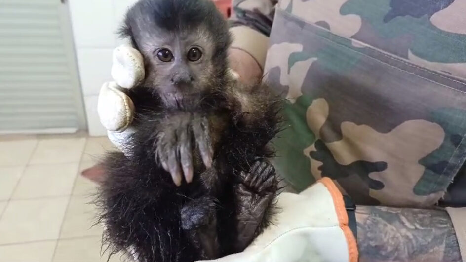 Filhote de macaco-prego é resgatado ferido no Oeste de SC