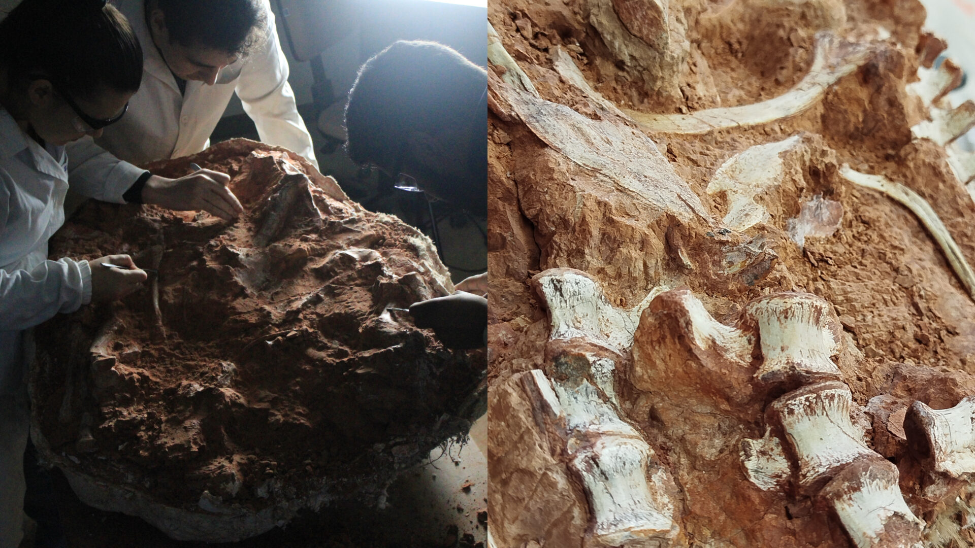 Fóssil de um dos dinossauros mais antigos do mundo é encontrado exposto no RS após enchente (8)