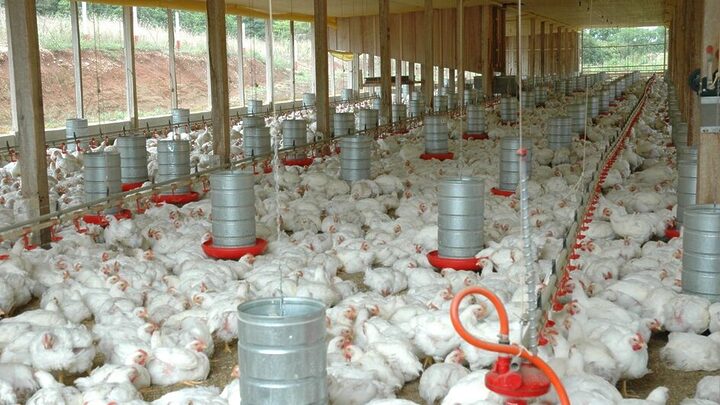 Frango-Foto-Aires-Mariga-Epagri-02-944x531
