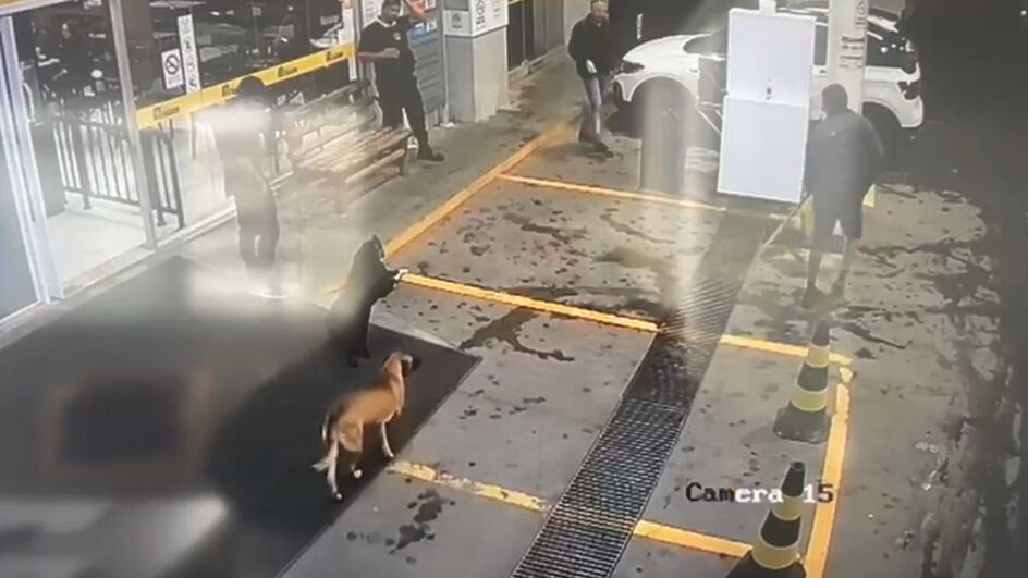 Cães de rua em caminhão causaram revolta em SC.