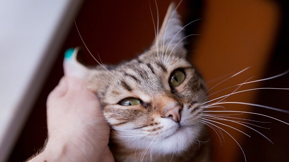 Gato de pelo curto brasileiro é considerado a única raça nacional existente (Imagem: Svetlana Satsiuk | Shutterstock)