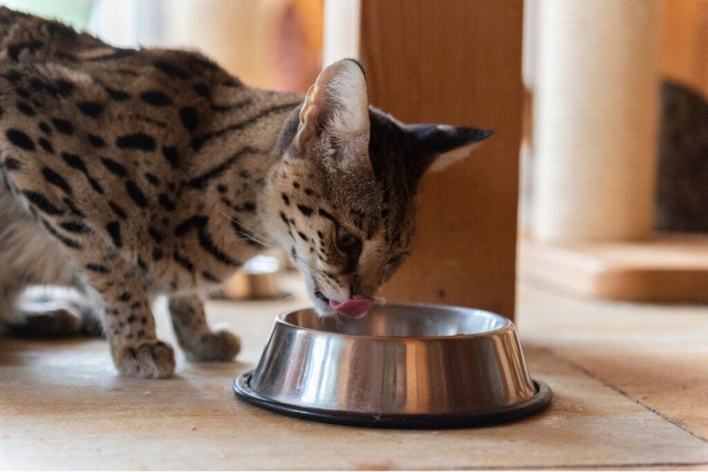 É importante cuidar da alimentação e da hidratação dos animais no inverno (Imagem: Heidi Bollich | Shutterstock)