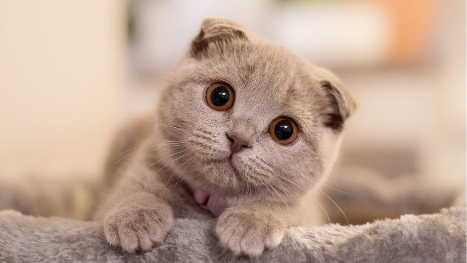 A raça scottish fold é inteligente e adora brincadeiras interativas (Imagem: Ance Kazaka | Shutterstock)