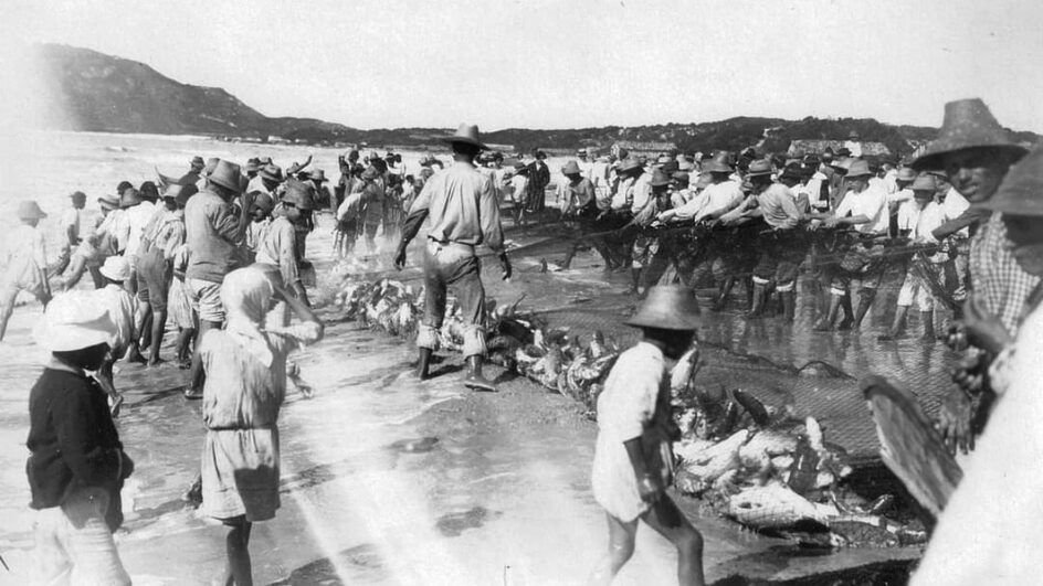 Imagens antigas revelam detalhes da pesca da tainha em Florianópolis na década de 1920