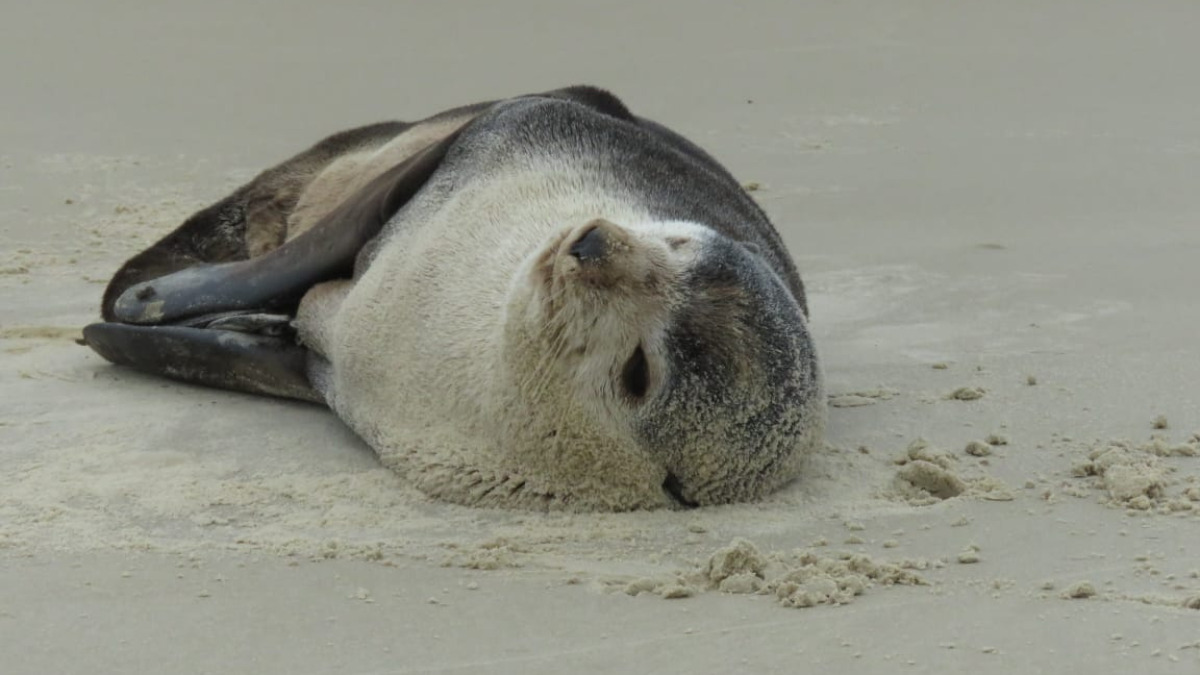 Lobo-marinho visto descansando na praia de Florianópolis morre seis dias após resgate