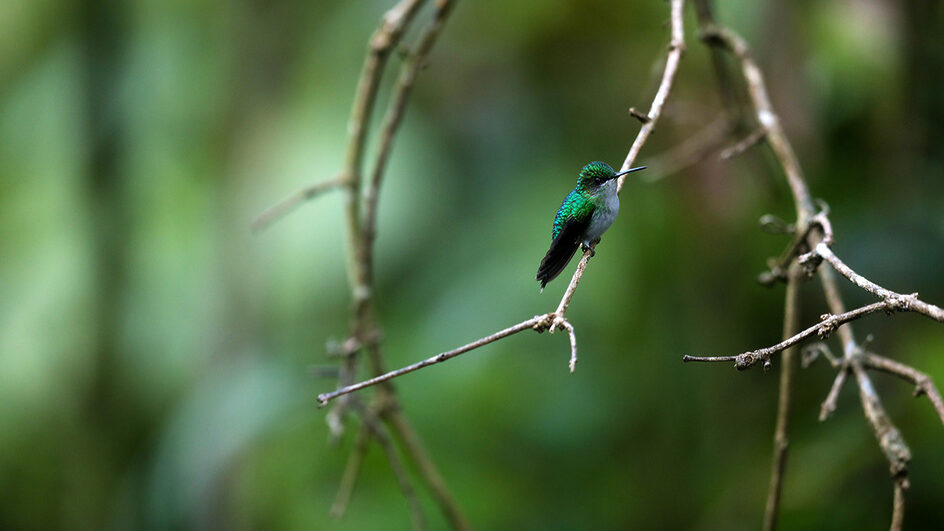 Observação de pássaros cresce em SC e conquista público em busca de conexão com a natureza