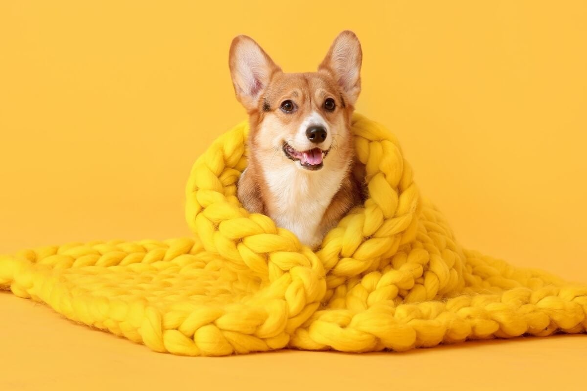 Hábitos simples mantêm a saúde e o bem-estar dos animais de estimação durante os dias frios (Imagem: Pixel-Shot | Shutterstock)