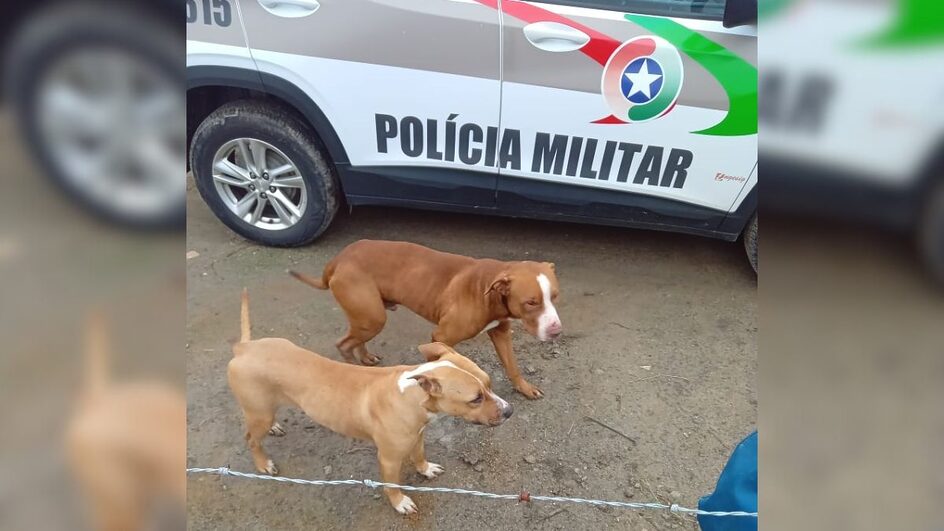 Pitbulls foram responsáveis pela morte de 21 galinhas no Sul de SC.