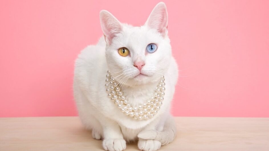 Raças de gatos menos comuns podem surpreender e encantar (Imagem: Sheila Fitzgerald | Shutterstock)