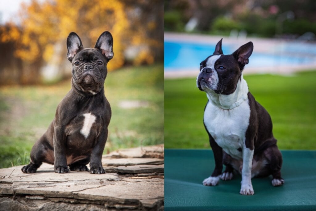 O buldogue franc&ecirc;s e o boston terrier tamb&eacute;m diferem na cor da pelagem (Imagem: Rolf_52 e Anna Averianova | Shutterstock)