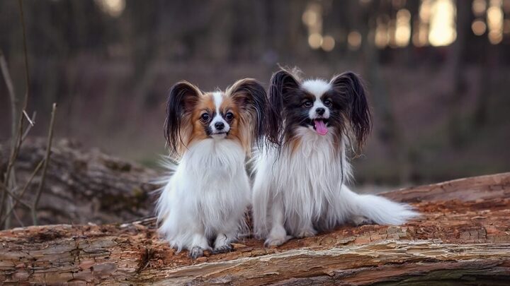Raças de cachorros pequenos encantam por seu tamanho e fofura (Imagem: Nikaletto | Shutterstock)