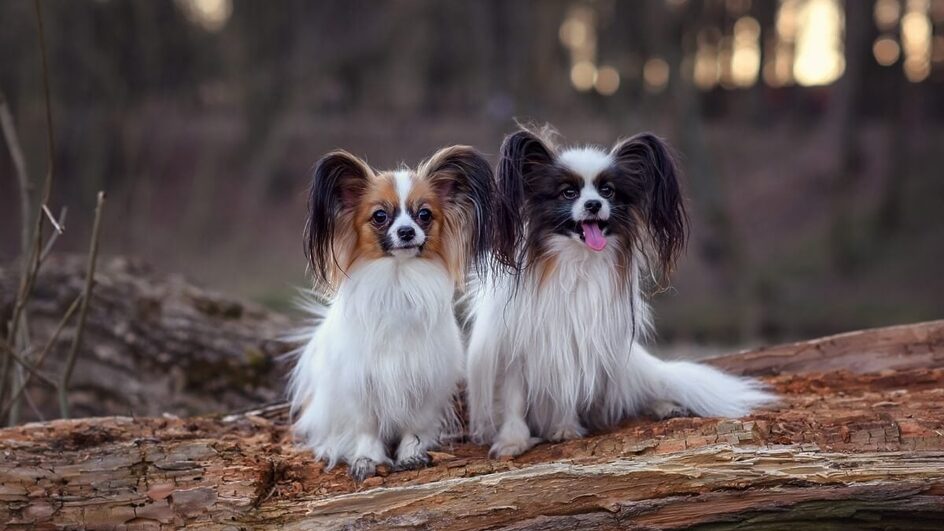 Raças de cachorros pequenos encantam por seu tamanho e fofura (Imagem: Nikaletto | Shutterstock)