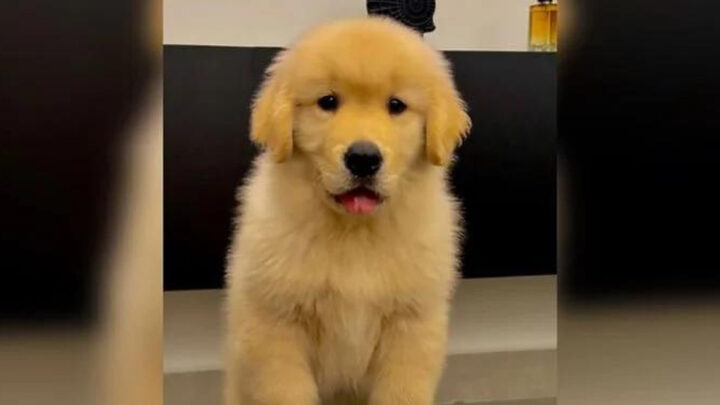 Tutor de Joca ganha novo cão