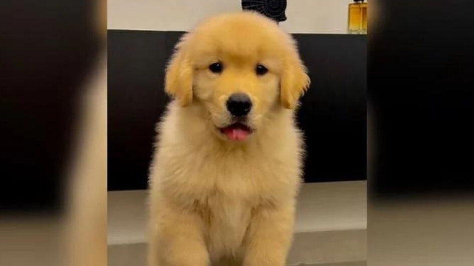 Tutor de Joca ganha novo cão
