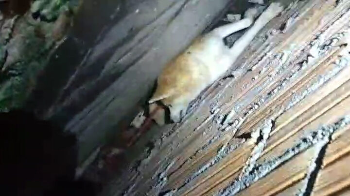 VÍDEO Cachorra da raça Akita é resgatada após ficar presa em vão de 40 cm no Oeste de SC
