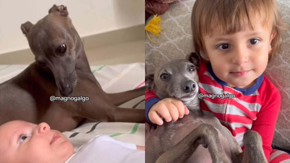 Vídeo mostra bebê e cachorro de SC envelhecendo juntos e emociona a web “irmãos de alma”