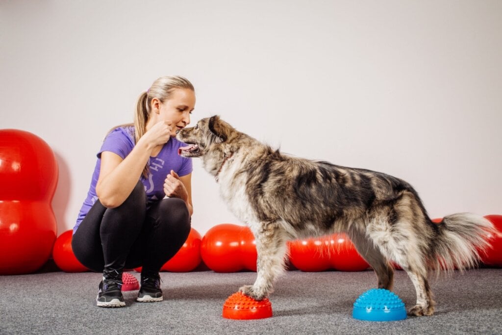 Jogos de obediência estimulam a mente dos cachorros (Imagem: PRESSLAB | Shutterstock)