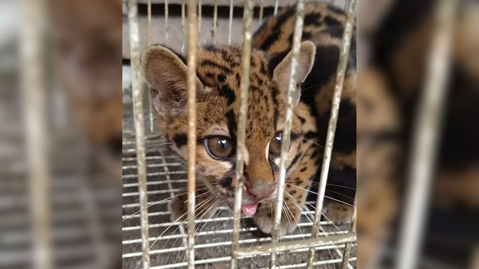Gato-maracajá foi resgatado em galpão de Jaraguá do Sul.