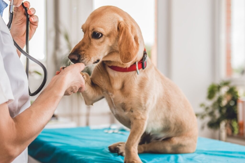 É importante levar o animal ao veterinário em caso de ingestão de alimentos tóxicos (Imagem: Sumi Stocks | Shutterstock)