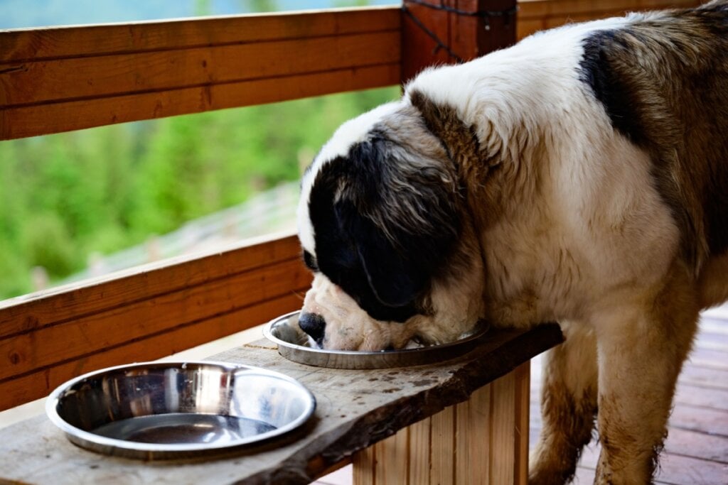 O consumo regular de água é importante para prevenir doença renal em cães e gatos (Imagem: Andrii Anna photograp | Shutterstock)