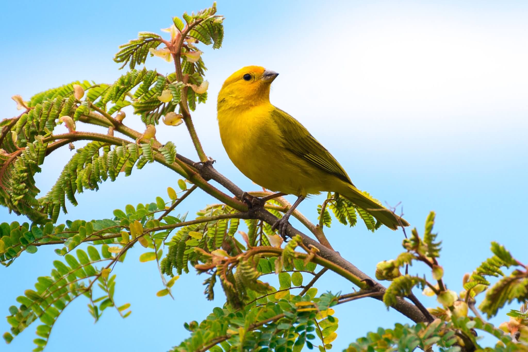 O canário é uma ave que possui curiosas variações cromáticas e habilidades de canto únicas (Imagem: Junior Braz | Shutterstock)
