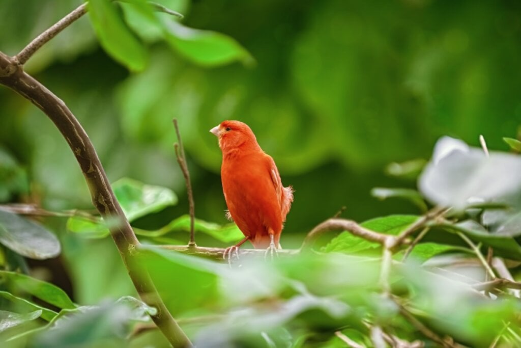 A cor avermelhada dos canários Red Factor é resultado da inclusão de alimentos ricos em carotenoides na dieta desses animais (Imagem: Sergej Razvodovskij | Shutterstock)
