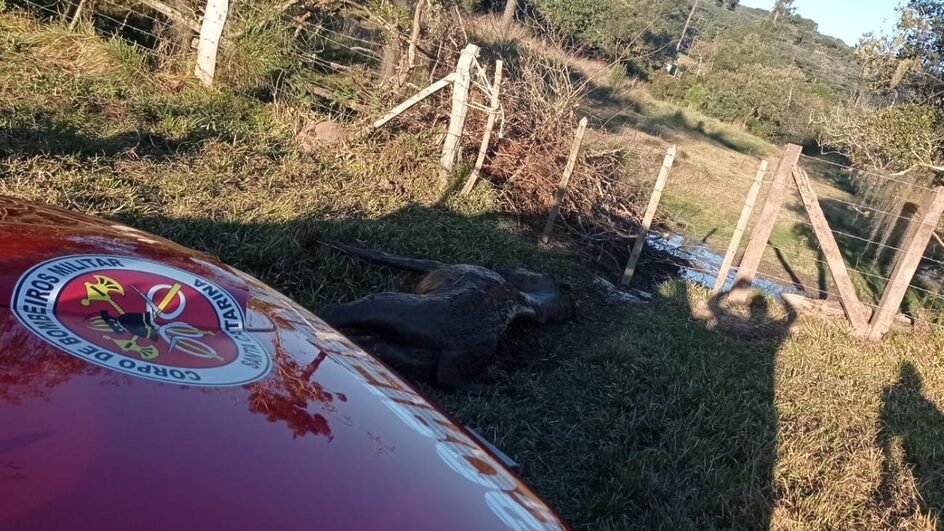 Cavalo com hipotermia é resgatado de guincho ao cair dentro de rio em SC