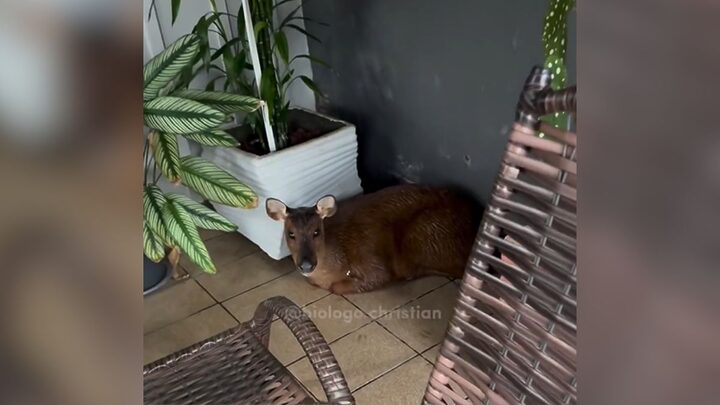 VÍDEO: Cervo invade casa de SC e biólogos criam plano de resgate para evitar morte por estresse