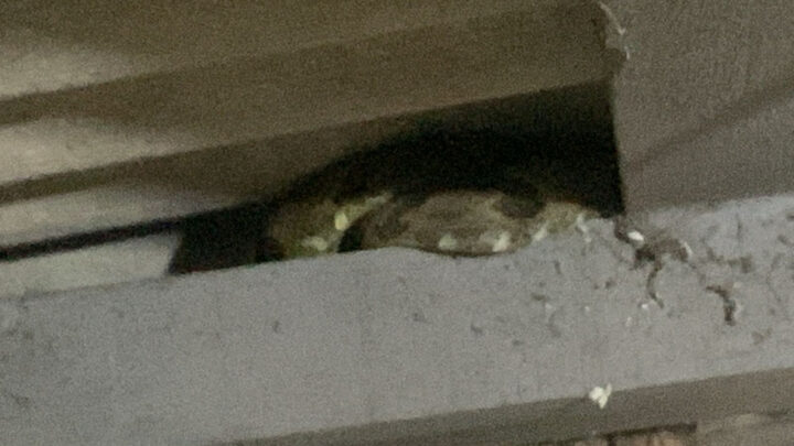 Moradores dão de cara com cobra em cozinha de Florianópolis