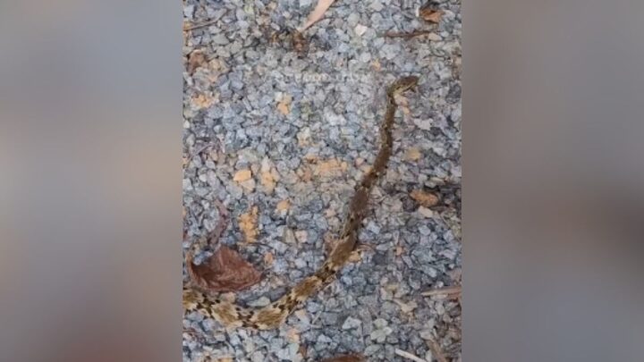 VÍDEO: Cobra venenosa é encontrada morta “misteriosamente” dentro de casa em SC