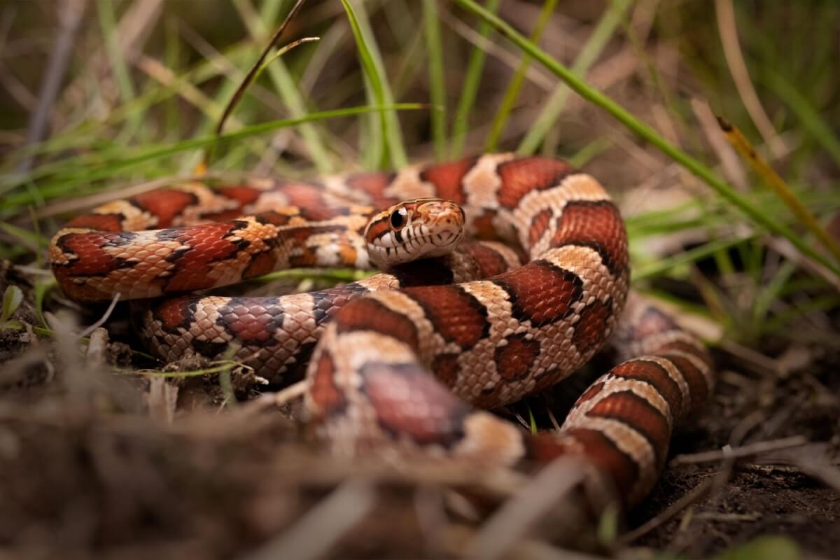 As cobras são fascinantes e podem ser uma opção de animal de estimação (Imagem: Radiant Reptilia | Shutterstock)