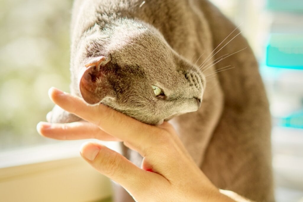 Os gatos têm o costume de esfregar a cabeça nos tutores (Imagem: Photix | Shutterstock)