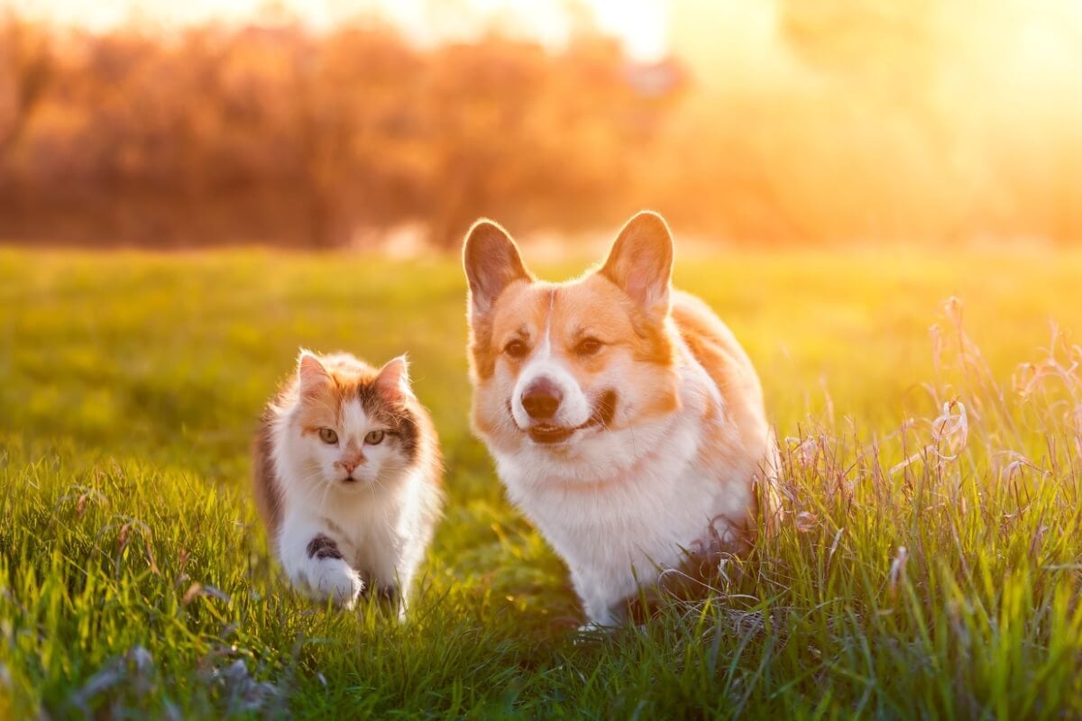 Os cães e os gatos também podem adquirir doenças que colocam sua saúde em risco (Imagem: Bachkova Natalia | Shutterstock)