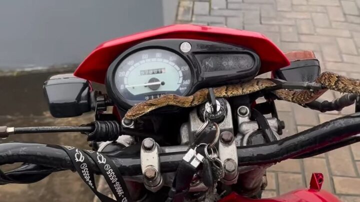Cobra é encontrada no guidão de moto no sul de SC