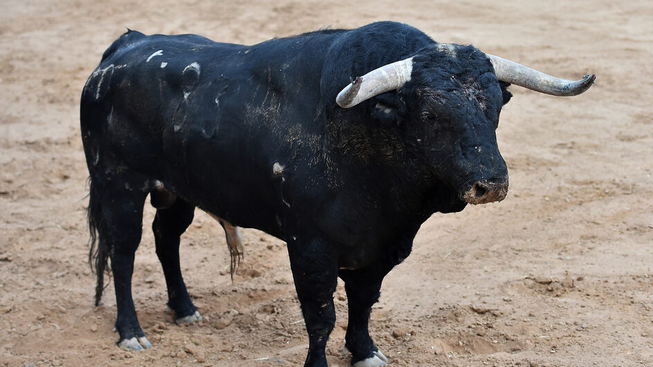 mulher atacada por um touro