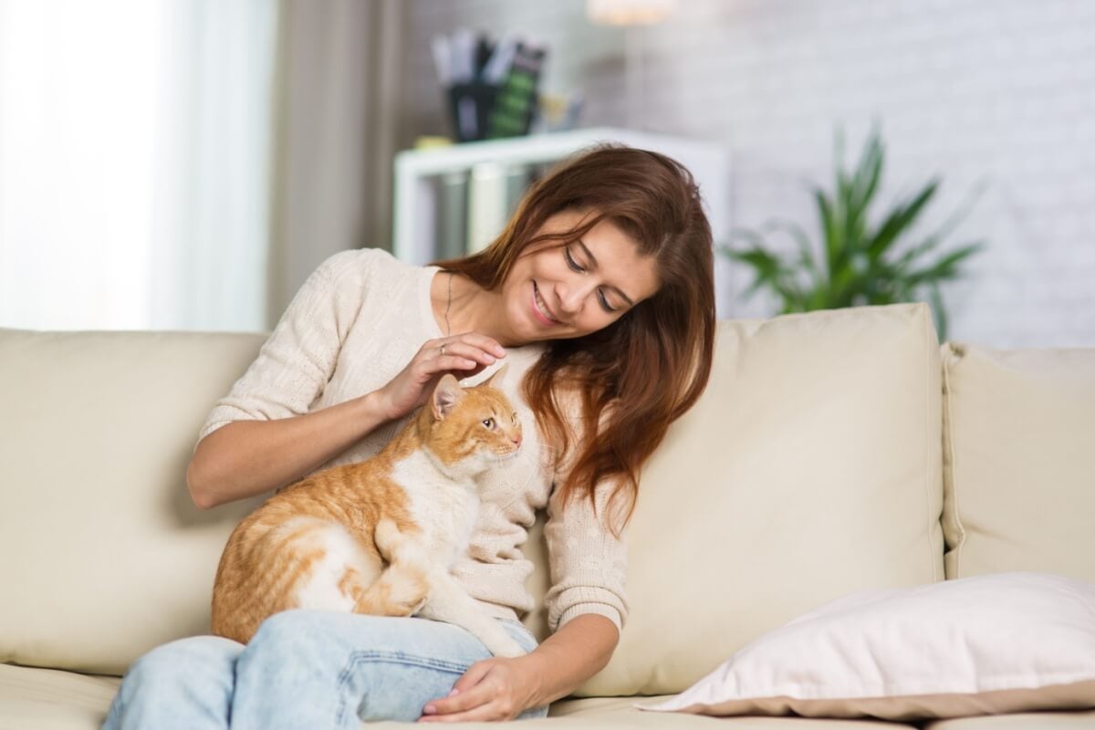 Gatos idosos precisam de cuidados especiais para se manterem saudáveis e felizes (Imagem: Media Home |  Shutterstock)