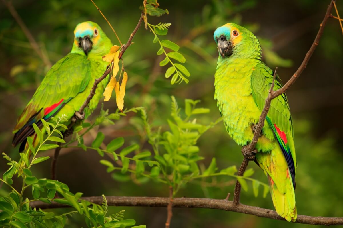Os papagaios são animais que chamam atenção pela beleza e inteligência (Imagem: Ondrej Prosicky | Shutterstock)