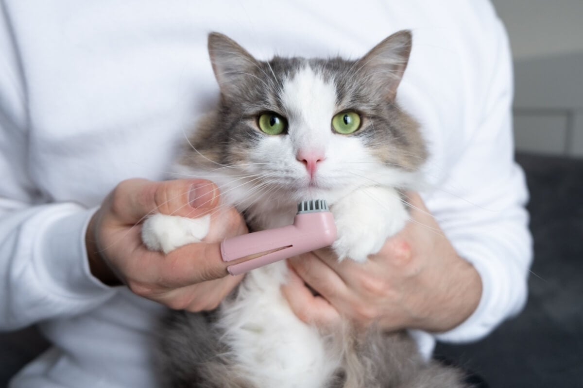 A falta de cuidados bucais em cães e gatos pode levar ao tártaro, causando sérias complicações de saúde (Imagem: Kashaeva Irina | Shutterstock)