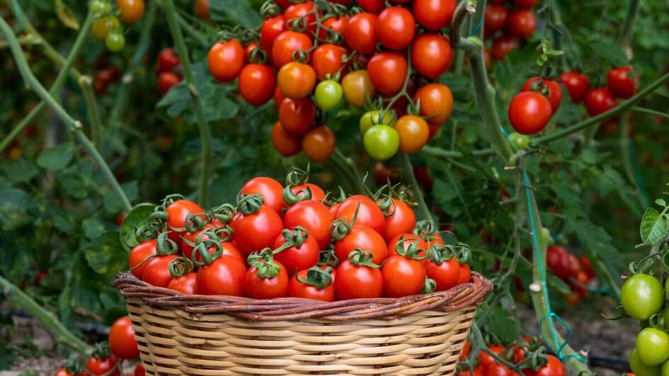 Há diversos tipos e sabores de tomates (Imagem: sadecestock | Shutterstock)