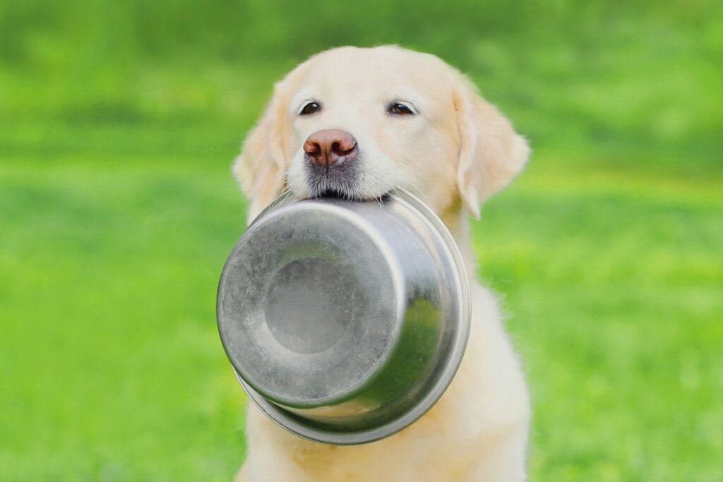 O cuidado com a alimentação é essencial para garantir a saúde dos animais (Imagem: Rohappy | Shutterstock)