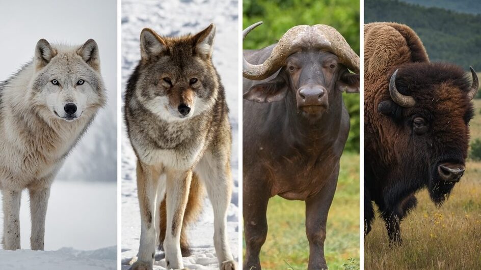 O mundo animal é diverso, mas algumas espécies se parecem fisicamente e são frequentemente confundidas (Imagem: Muhammadphotoes, WendyCotie, Piotr, Poznan e MuhammadAsif6 | Shutterstock)