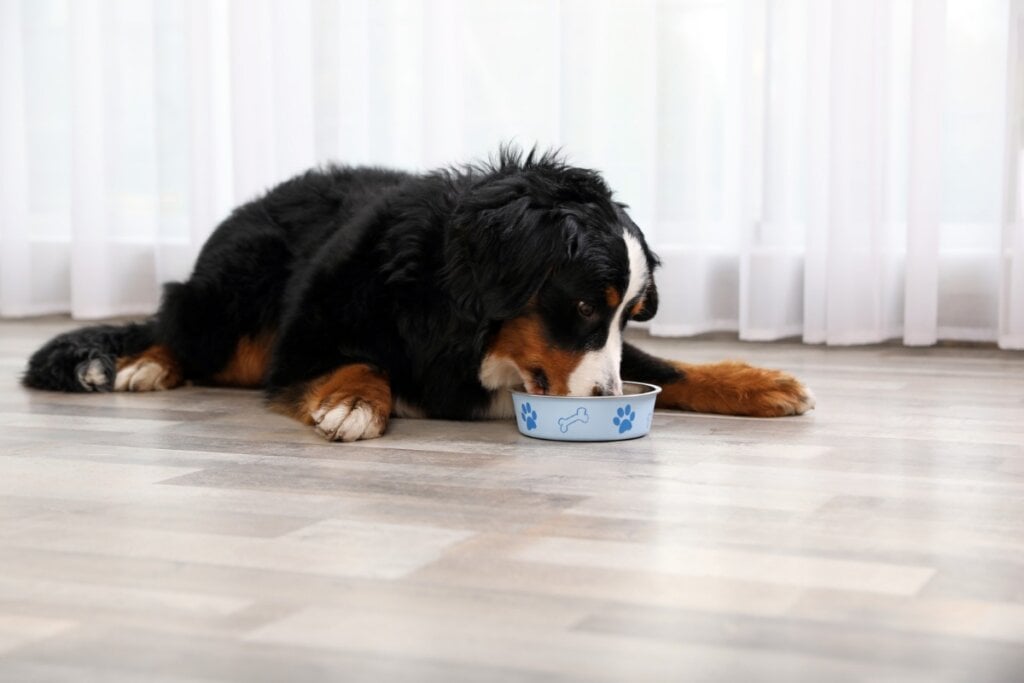 Por ser uma raça de grande porte, o bernese requer uma dieta equilibrada e rica em nutrientes (Imagem: New Africa | Shutterstock)