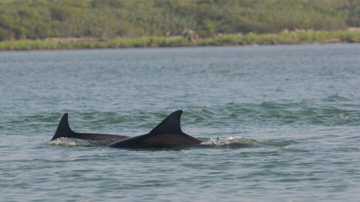 Boto Rio Araranguá (Foto Rodrigo Machado, Botos do Araranguá)