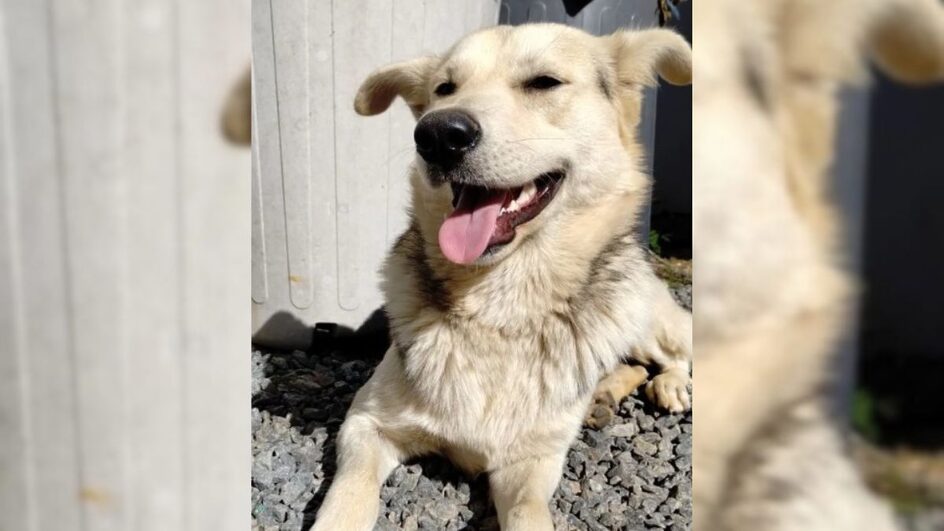 Cachorro assassinado