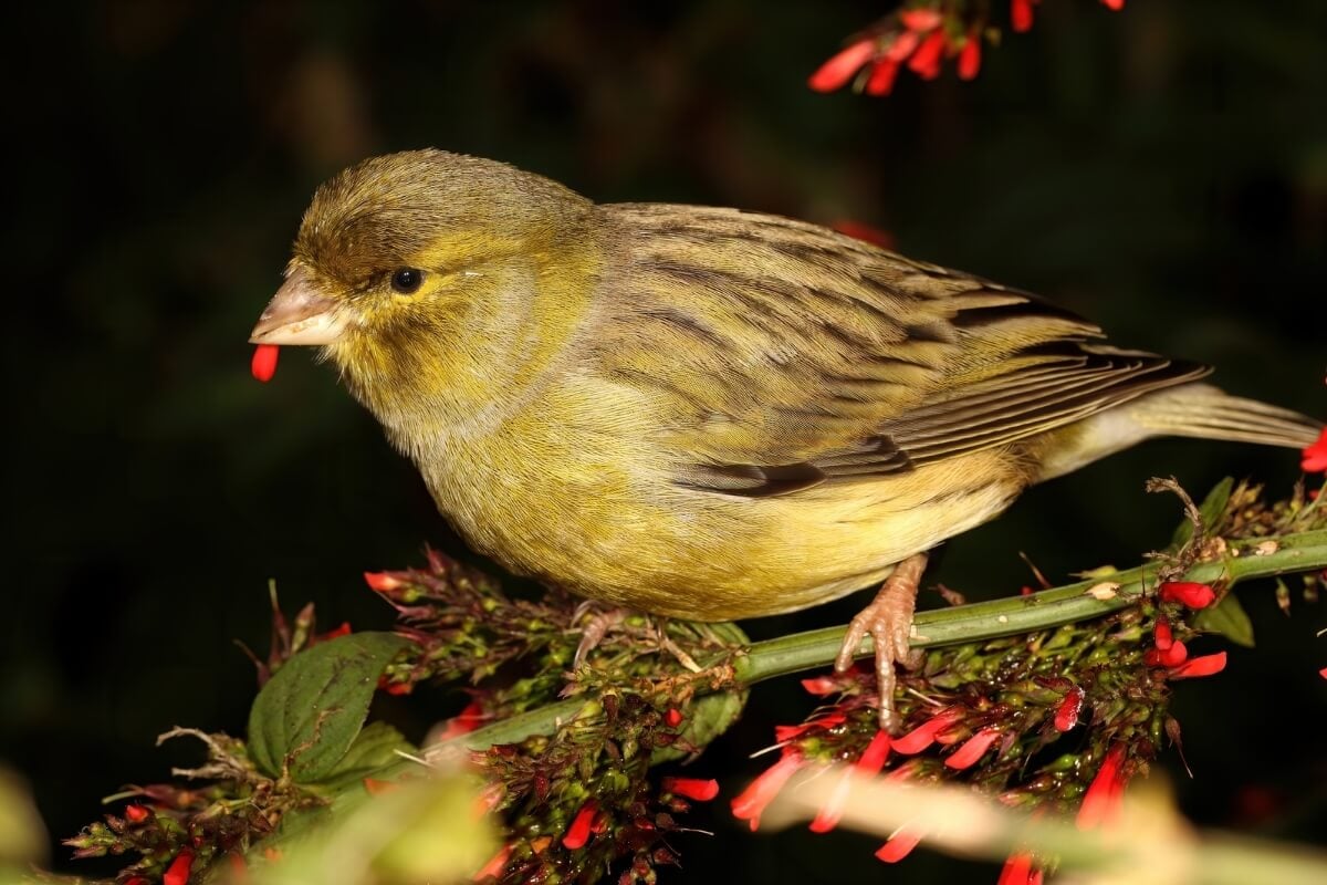 Os canários são uma das aves mais populares no Brasil (Imagem: Marcos Flavio | Shutterstock)