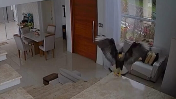 Carcará invade casa em busca de cachorrinha e assusta moradora de SC